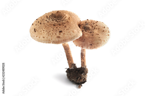 Parasol mushrooms at white isolated background