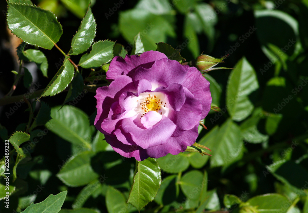 beautiful flowers in nature in the botanical garden beautiful flowers in nature in the botanical garden