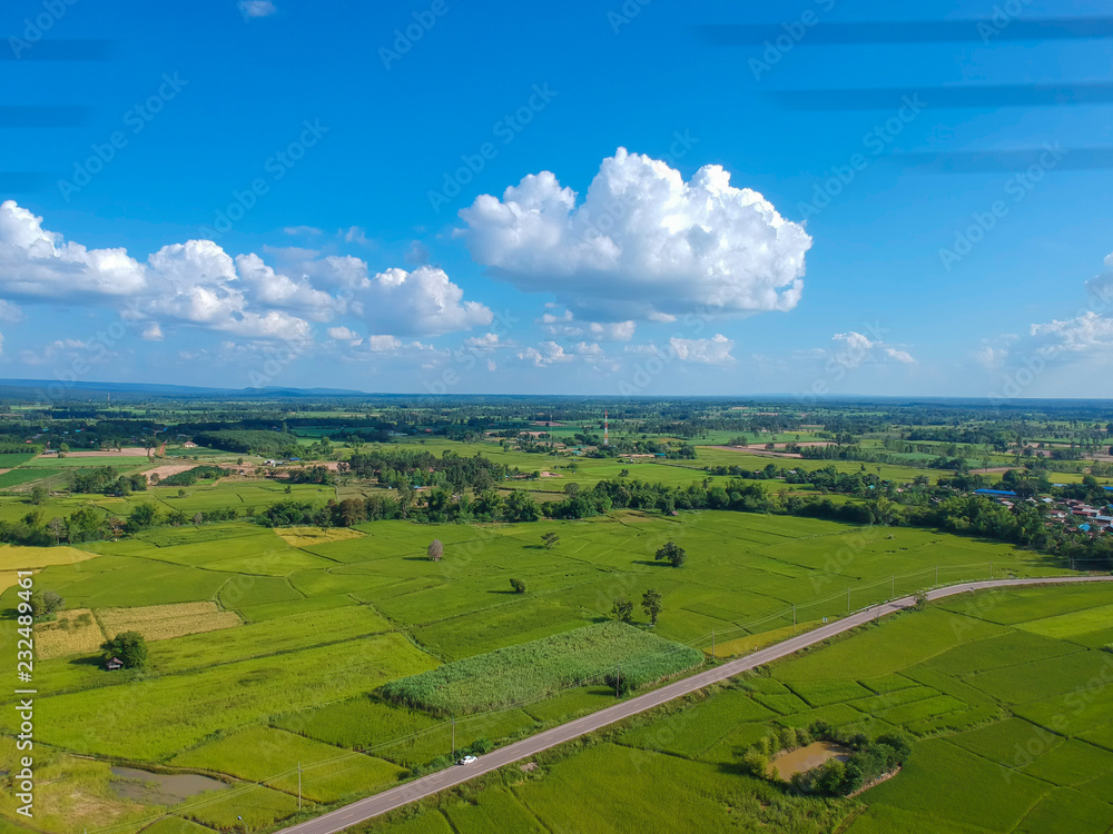 Aerial view green Rice paddy filed from above, farm and agricultural land at Kalasin in Thiland.