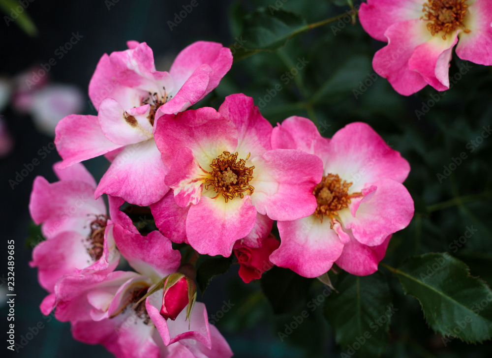 beautiful flowers in nature in the botanical garden beautiful flowers in nature in the botanical garden