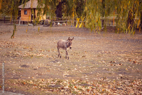 Fototapeta Naklejka Na Ścianę i Meble -  brown young donkey on a farm outdoors.