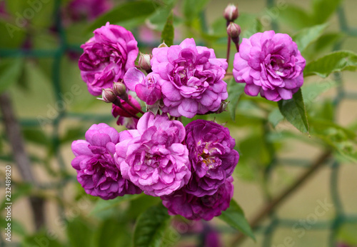 beautiful flowers in nature in the botanical garden