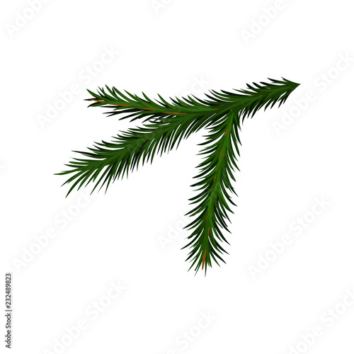 Green branch of spruce or pine tree with short needles. Traditional Christmas plant. Flat vector design