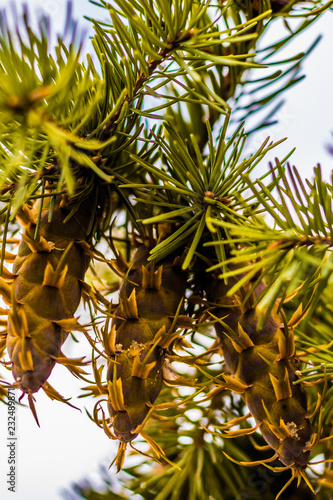 Wallpaper Mural Douglas fir tree branch with cones on autumn. Closeup Torontodigital.ca
