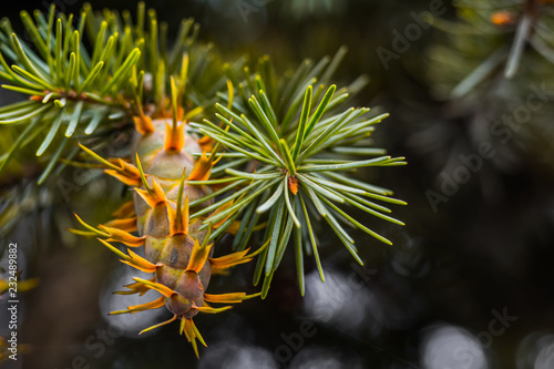 Douglas fir tree branch with cones on autumn. Closeup