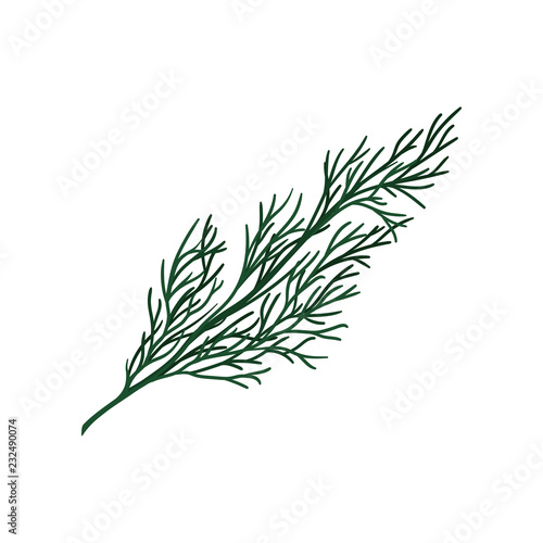 Green twig of Christmas tree. Small coniferous branch. Natural object. Flat vector design