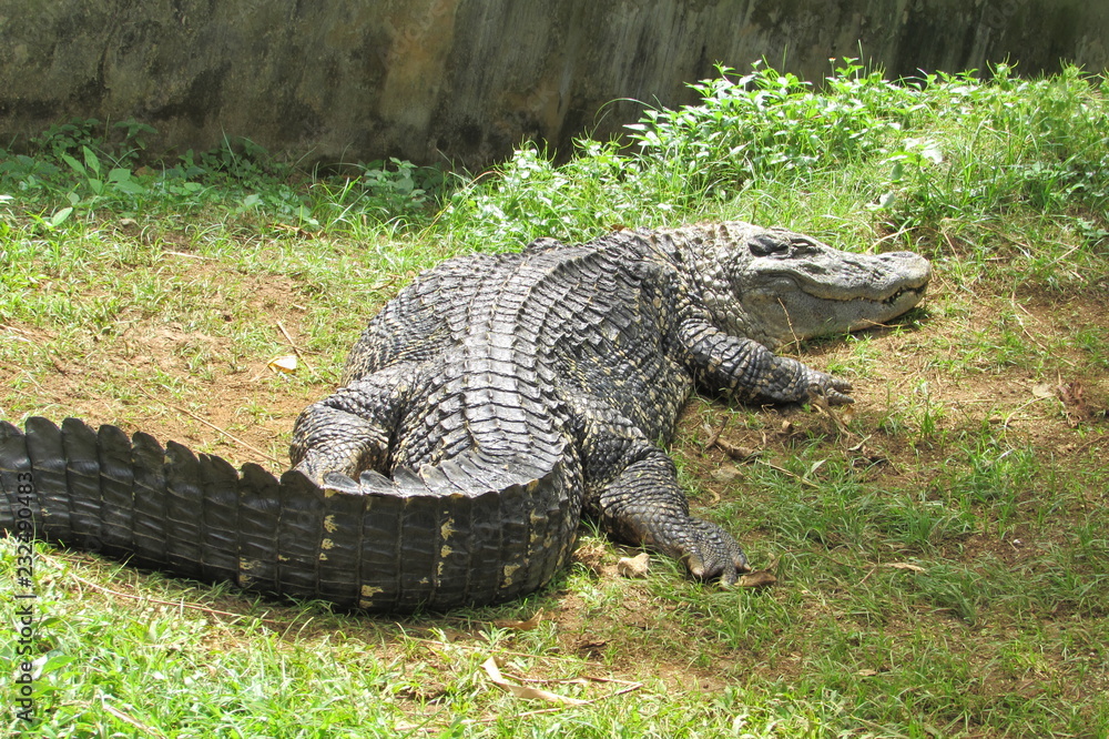 Obraz premium Crocodilo Zoo Salvador/Ba 23ago2015