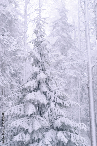 landscape - winter forest with snow-covered fir trees during a snowfall, vertical frame..