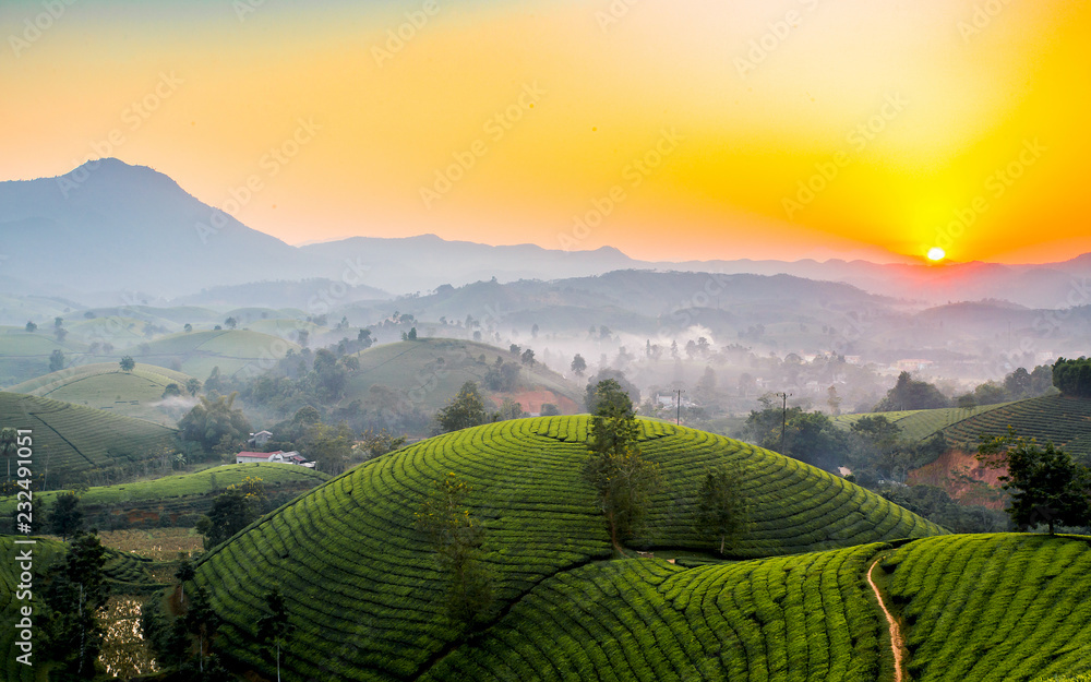 Tea hills in Long Coc highland, Phu Tho province in Vietnam - obrazy, fototapety, plakaty 