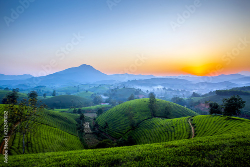 Photos Tea hills in Long Coc highland, Phu Tho province in Vietnam