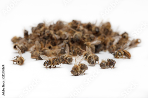 Apiculture - disparition des abeilles © Olivier-Tuffé