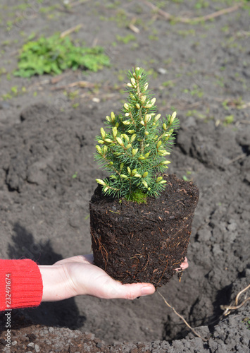 Gardener holding in hands potted  Picea glauca 'Conica' with roots ready for planting in the garden