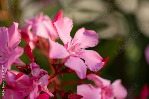 Wallpaper Mural light pink oleander blooming bunch close up Torontodigital.ca