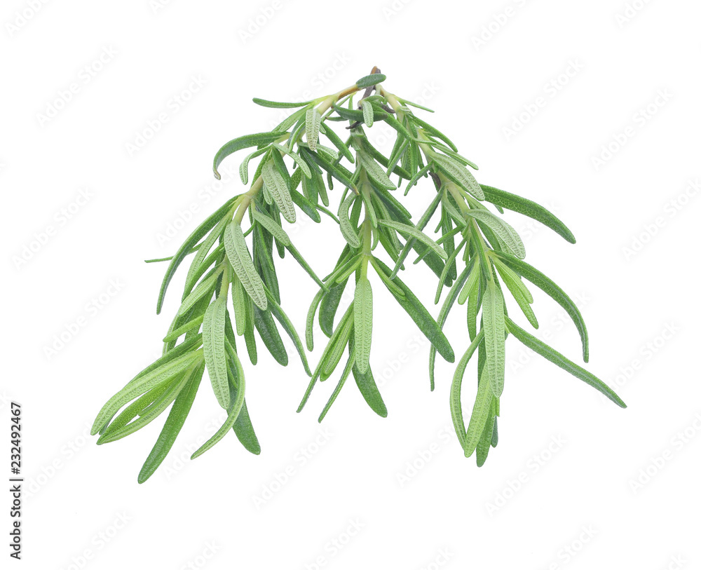 Fresh rosemary isolated on white background Fresh rosemary isolated on white background