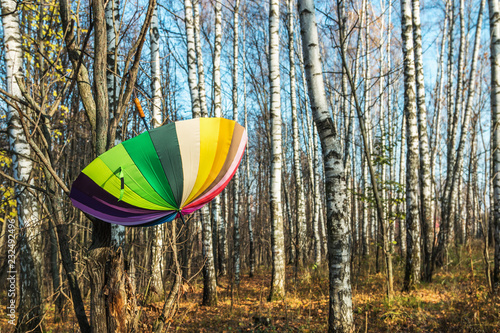 open colored umbrella hanging on a tree in the autumn Park