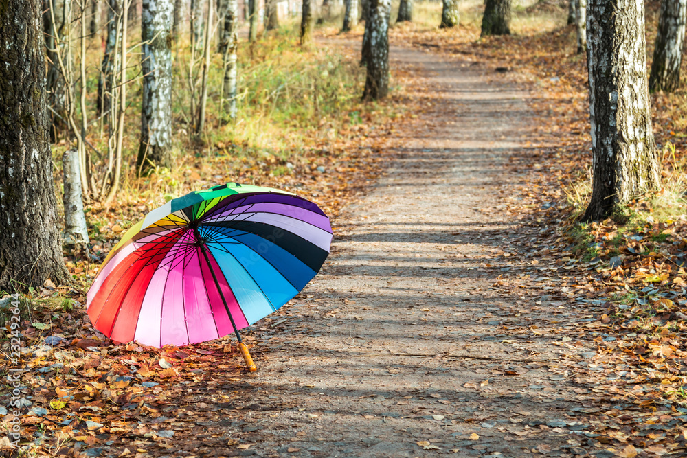 multi-colored umbrella rests on fall leaves in the birch forest