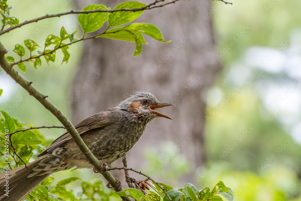 Obraz premium Borwn-eared bulbul perching on a branch