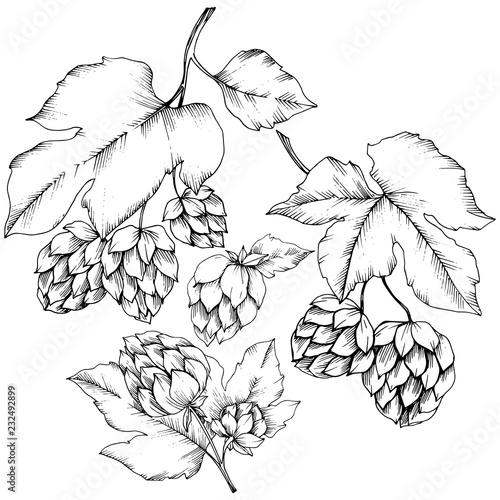 Vector. Black and white engraved humulus ink art. Isolated humulus illus