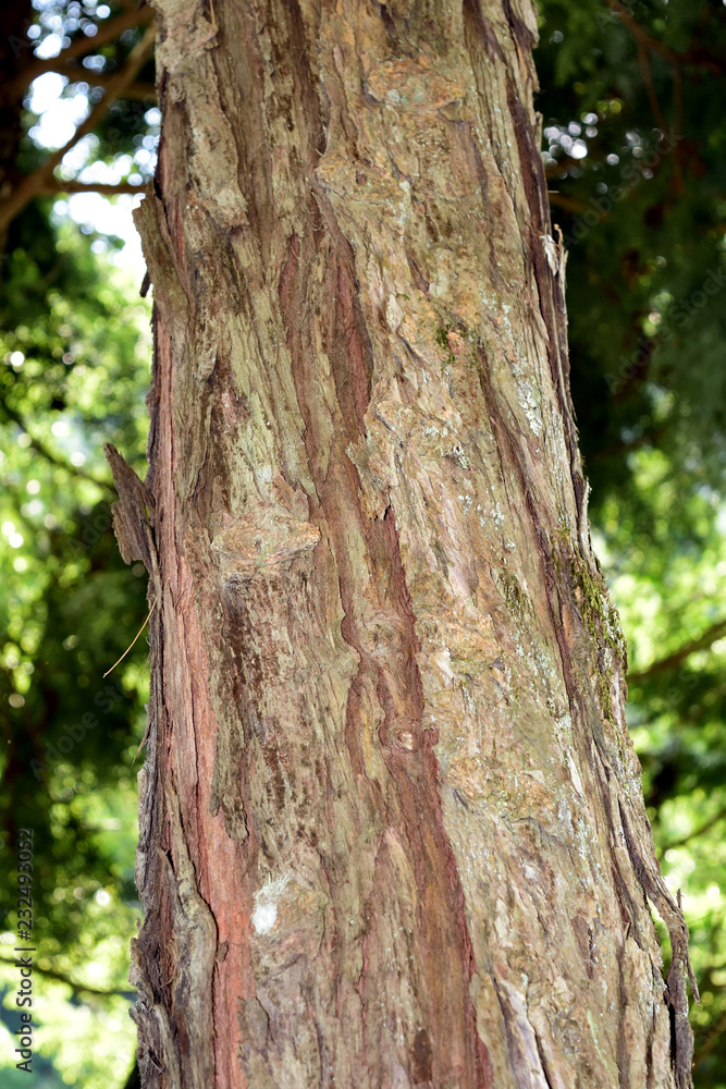 コウヤマキ 木曽五木 樹皮のアップ