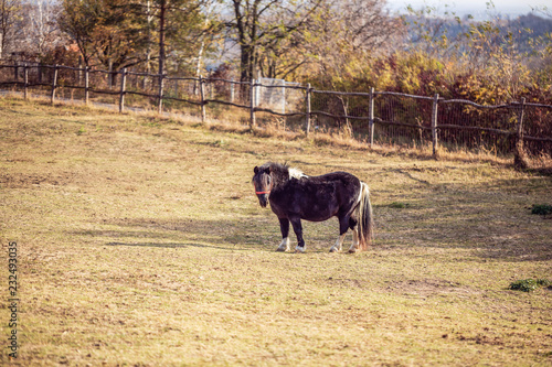 Miniature Horse-Miniature Black Shetland pony on a farm.