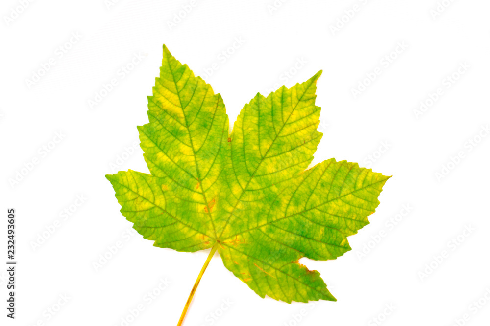 Maple Leaf, Autumn, Spring. Isolated leaves Maple Leaf, Autumn, Spring. Isolated leaves