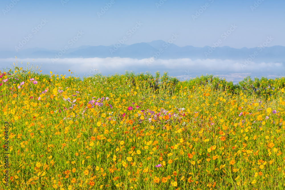 Cosmos flowers blooming with foggy morning
