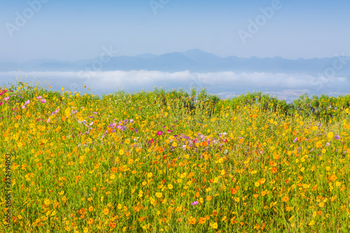 Cosmos flowers blooming with foggy morning