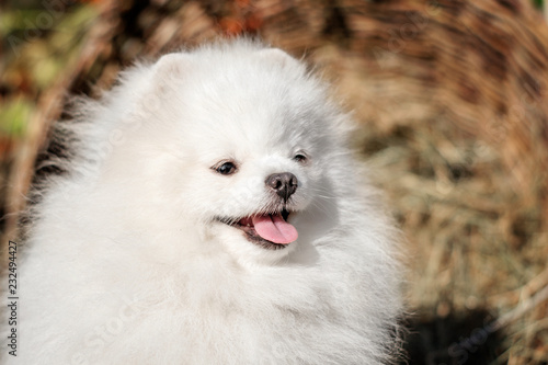cute portrait spitz dog