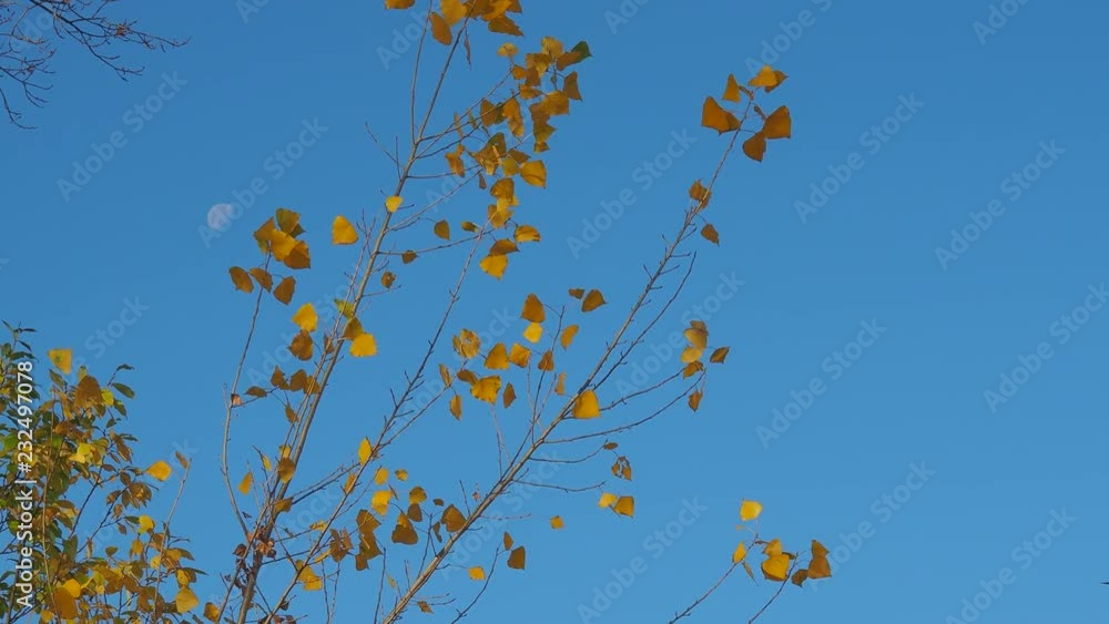autumn morning orange autumn morning orange