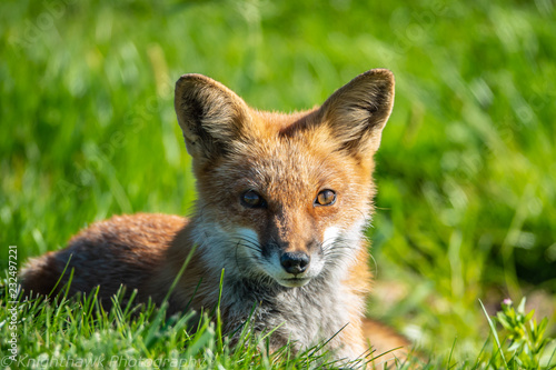 Red Fox in Wild Lying in Grass