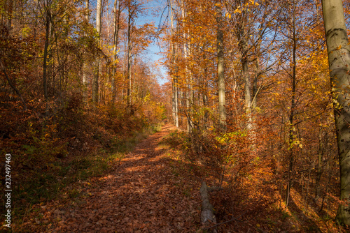 beautiful autumn nature scenes in Hungary on hiking trails © pellephoto