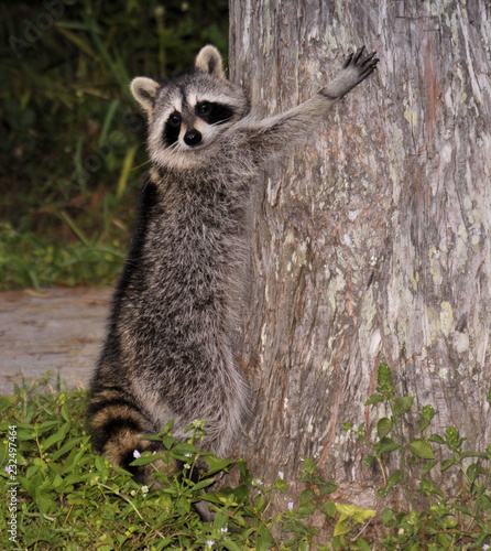 Hand Up Bandit, raccoons at the Arthur R Marshall Wildlife Preserve in Florida