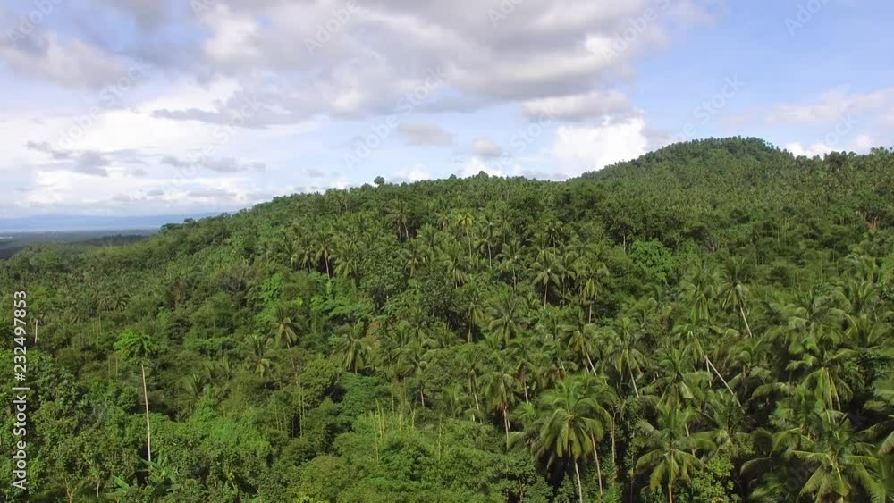 Nagcarlan, Laguna, Philippines - November 12, 2017: Mountain forest replete with full grown coconut trees. Drone aerial shot Nagcarlan, Laguna, Philippines - November 12, 2017: Mountain forest replete with full grown coconut trees. Drone aerial shot