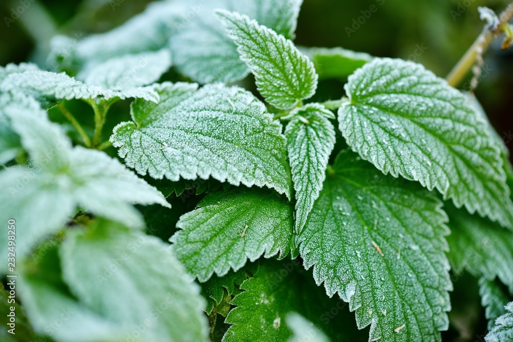 Frozen autumn natural close up colorfull red, green, yellow leaves.