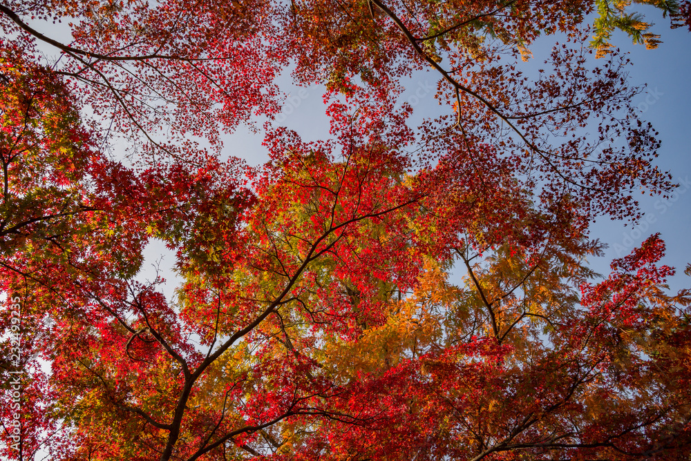 beautiful vivid autumn colors in Japanese garden at Margaret Island Budapest