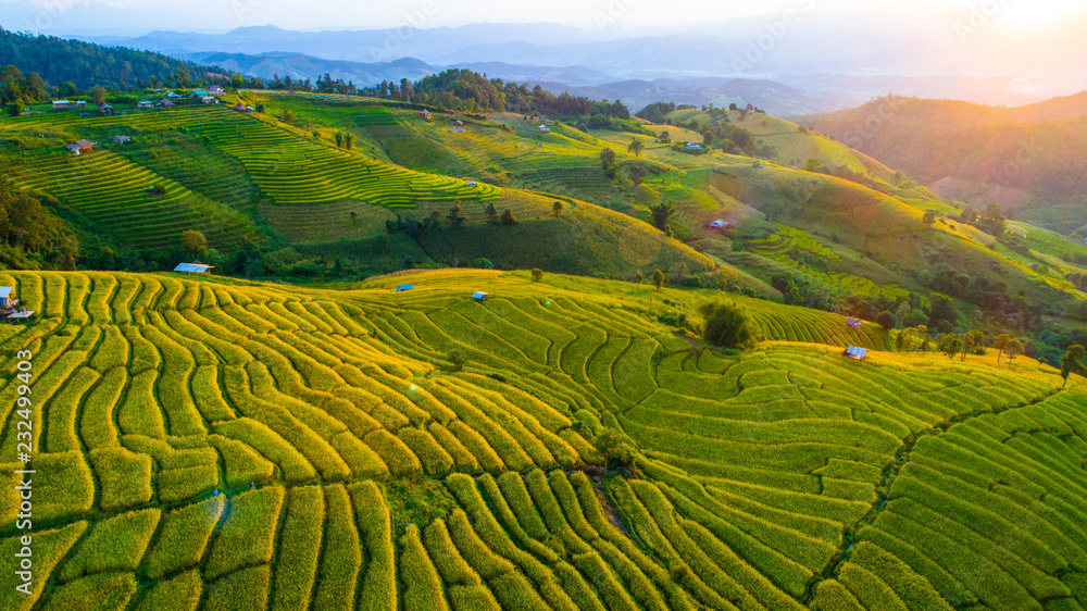 Landscape of gold rice fields