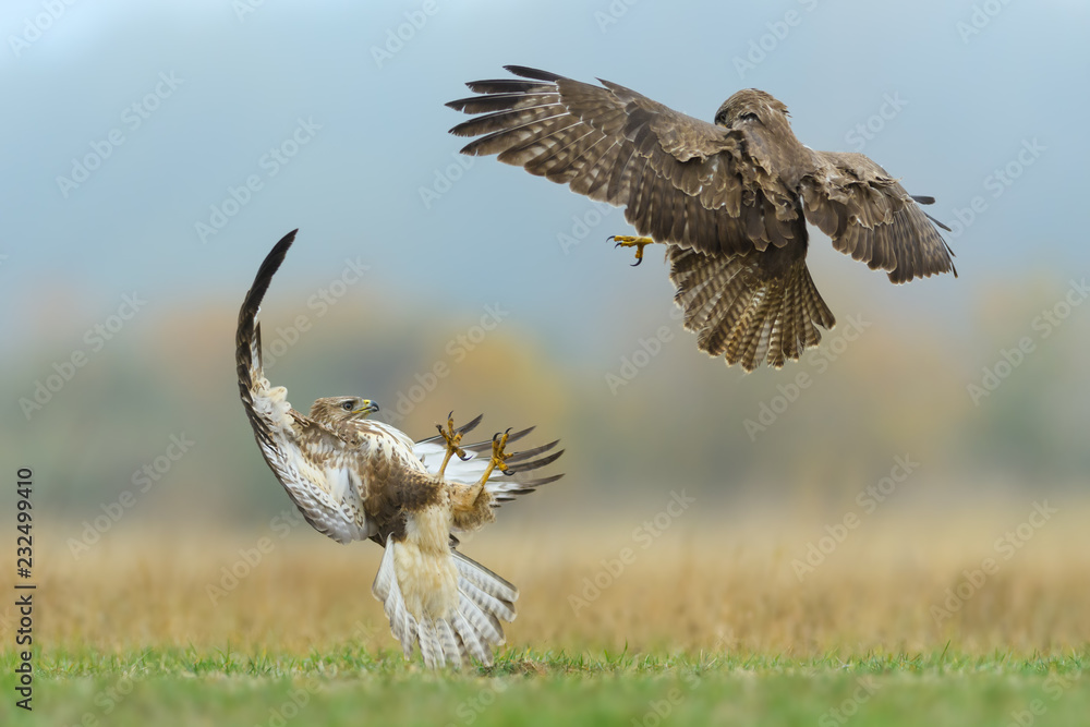 Fototapeta premium Fight in the meadow/Common Buzzard