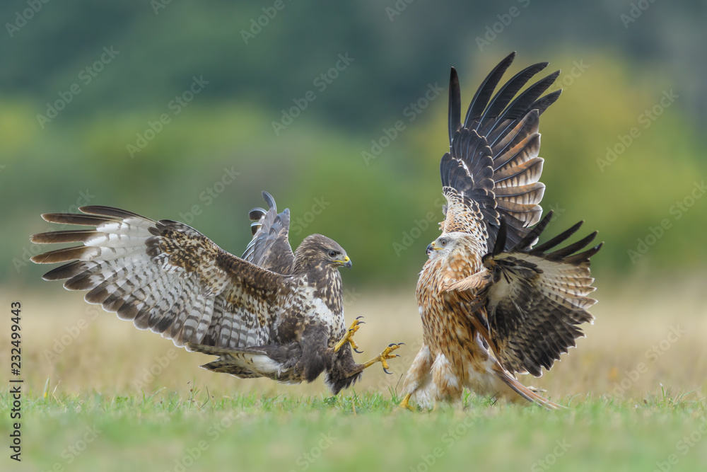 Fototapeta premium Fight in the meadow/Common Buzzard vs Red Kite