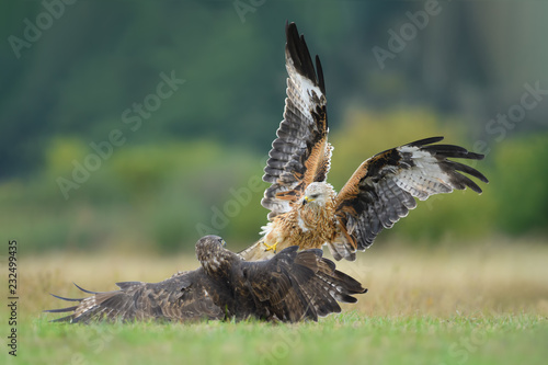 Fight in the meadow/Common Buzzard vs Red Kite