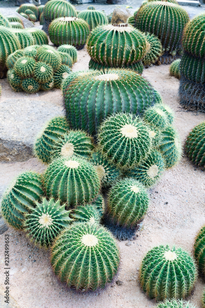 The beautiful group of big green cactus planted in a botanical garden. The beautiful group of big green cactus planted in a botanical garden.