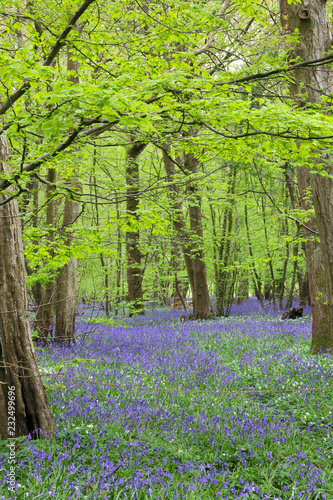 Bluebell path in the forest