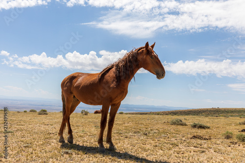 Wild horse in the High Desert in Summer © natureguy