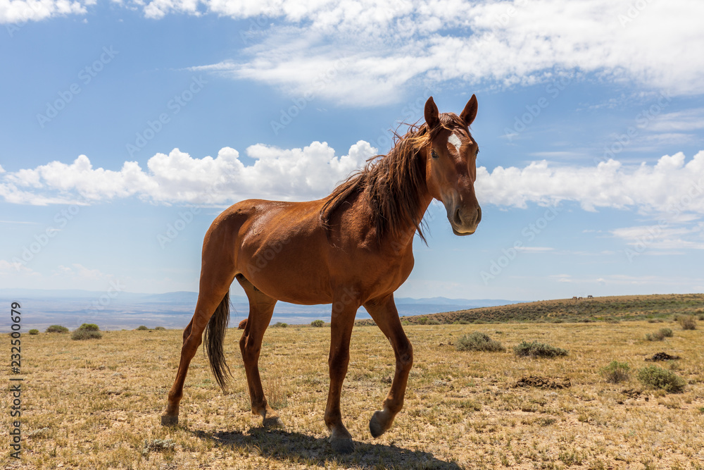 Wild horse in the High Desert in Summer Wild horse in the High Desert in Summer