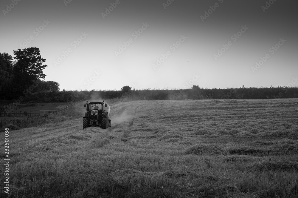 Fototapeta premium Evening harvest