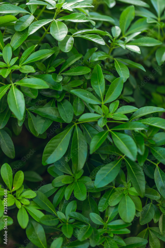 Green leafs Green leafs