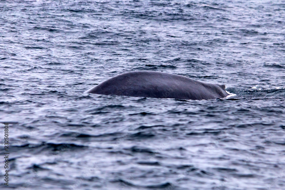 A blue whale or Balaenoptera musculus in water A blue whale or Balaenoptera musculus in water