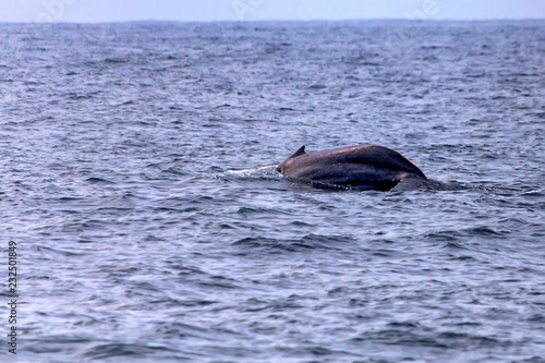 A blue whale or Balaenoptera musculus in water