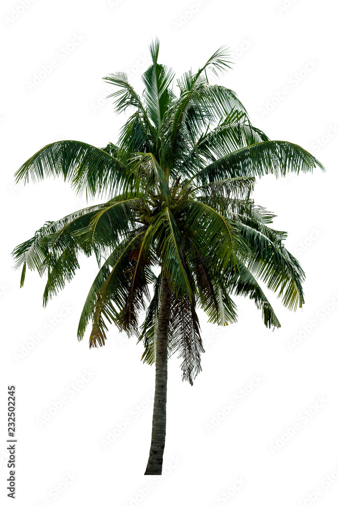Obraz premium Coconut tree. isolated on white background with a high resolution suitable for graphic. with clipping path