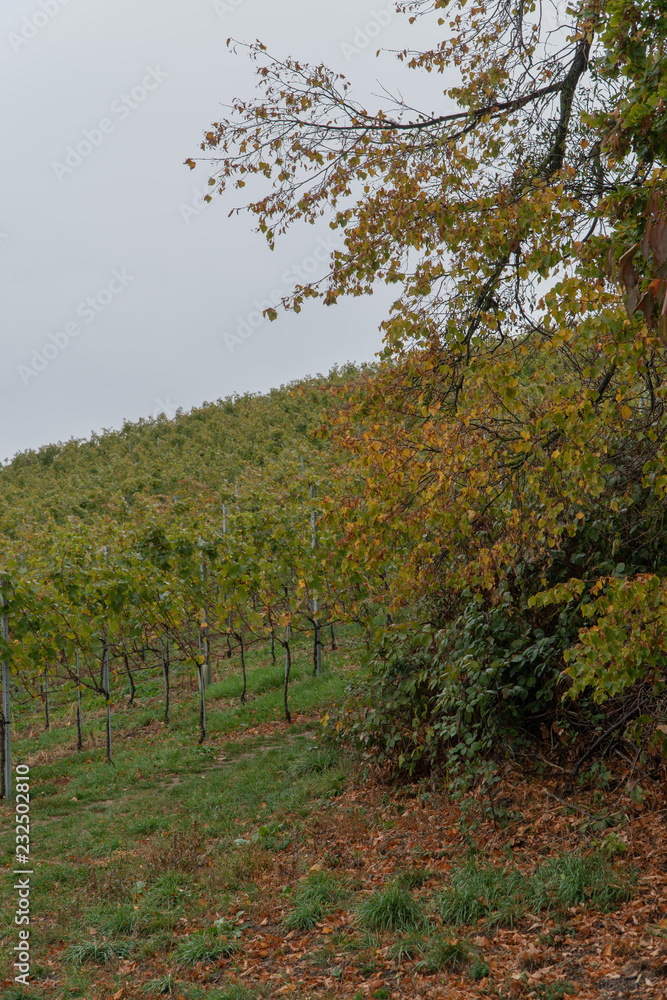 Fototapeta premium Wein im Herbst bei Regen am Hochberg Immenstaad am Bodensee