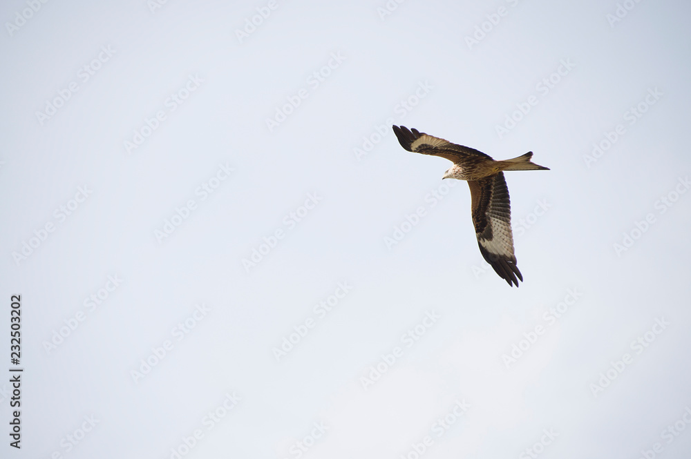 Obraz premium Rotmilan im Flug